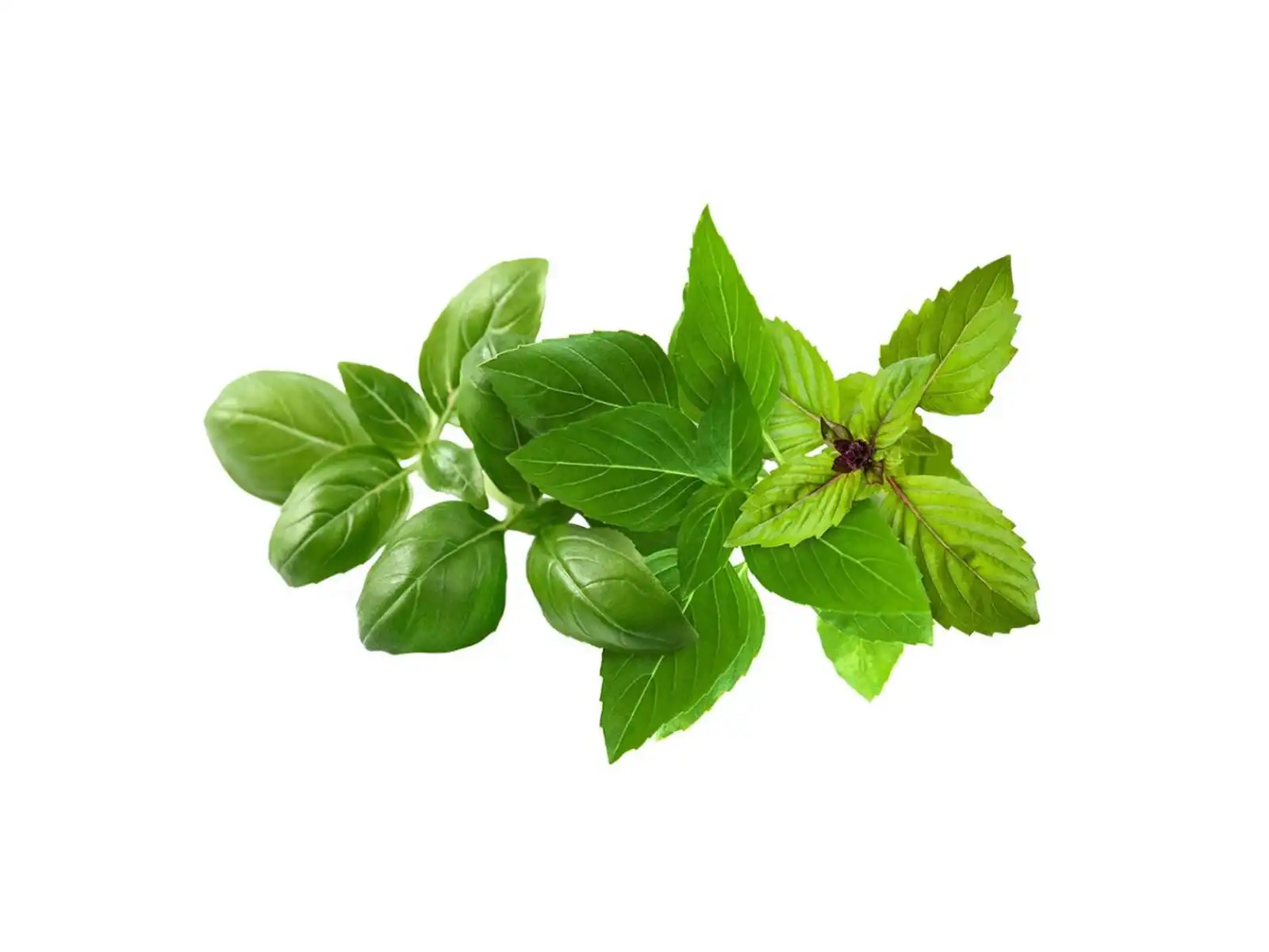 Семена Click and Grow Микс босилек