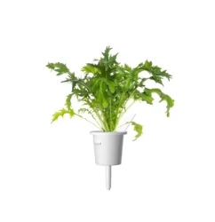 Семена Click and Grow Японска мизуна