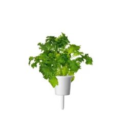 Семена Click and Grow Горчица Уасаби